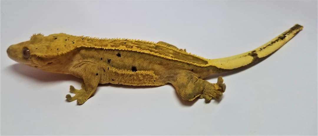 AC Reptiles Bananna
