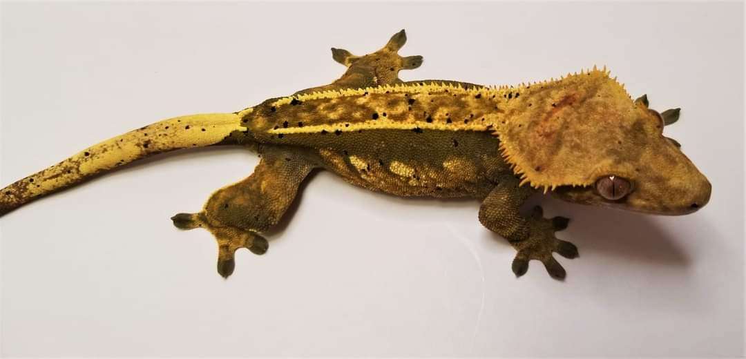 AC Reptiles Cappuccino