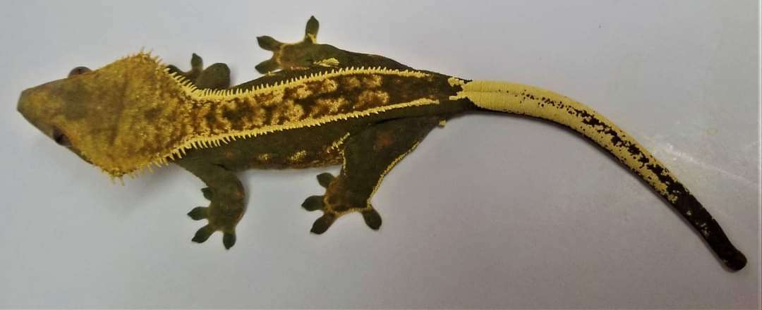 AC Reptiles Genesis