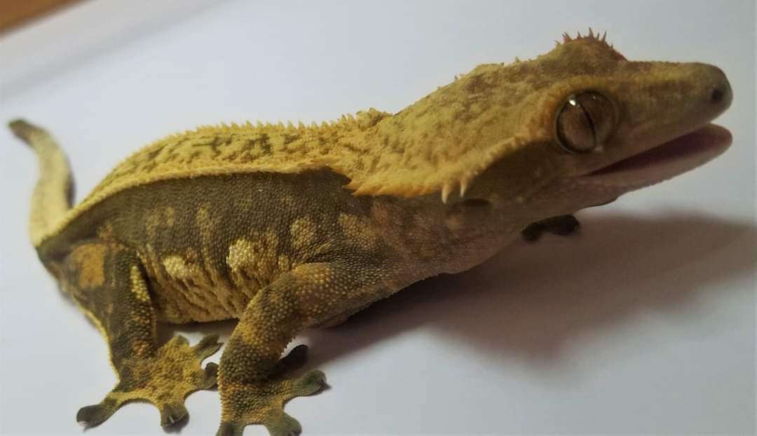 AC Reptiles Rose