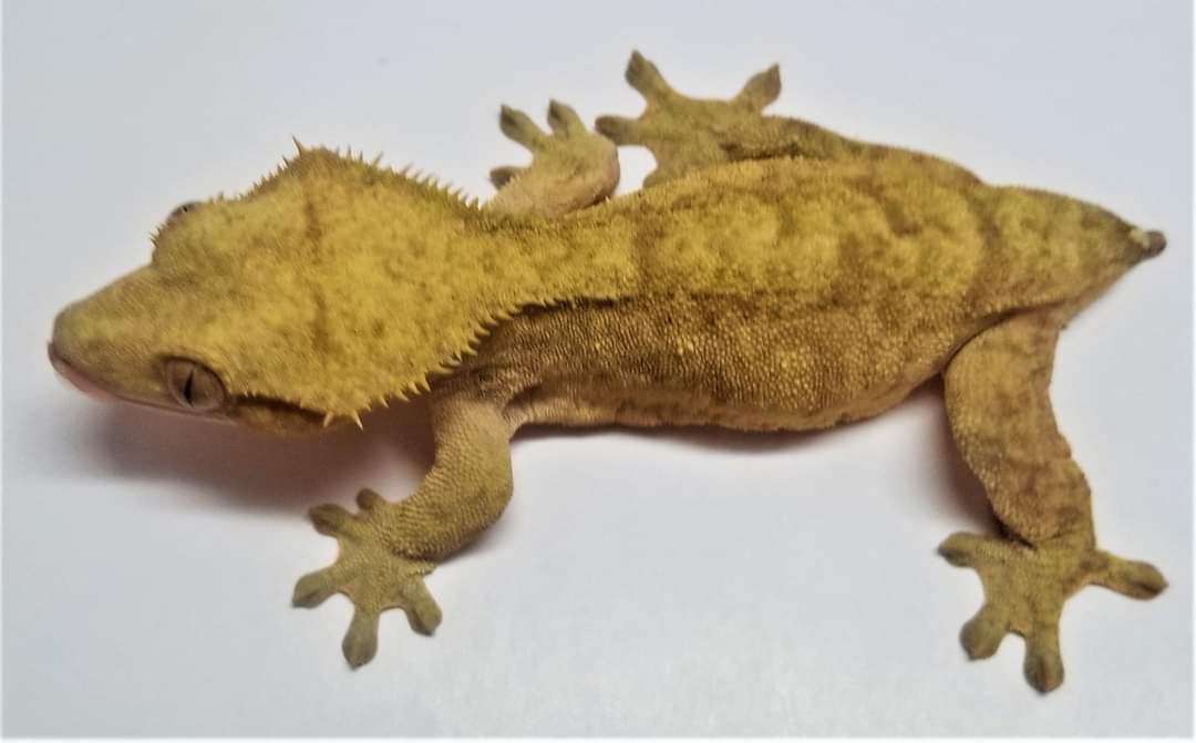 John Galt Reptiles Houdini