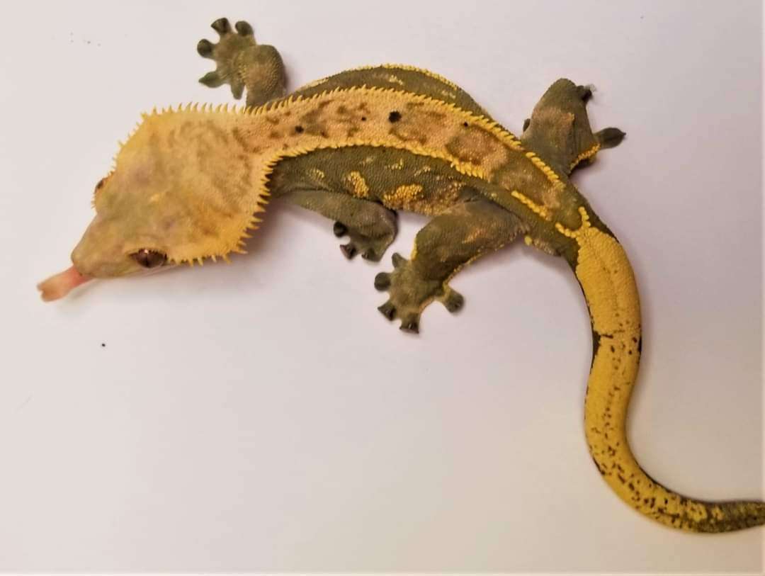 Brutus