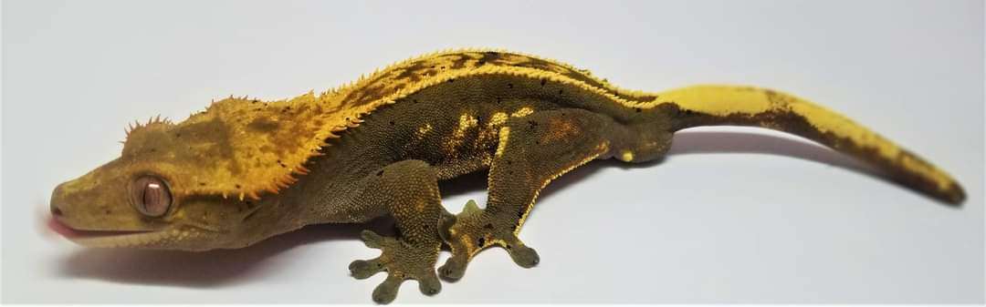 AC Reptiles Benjamin