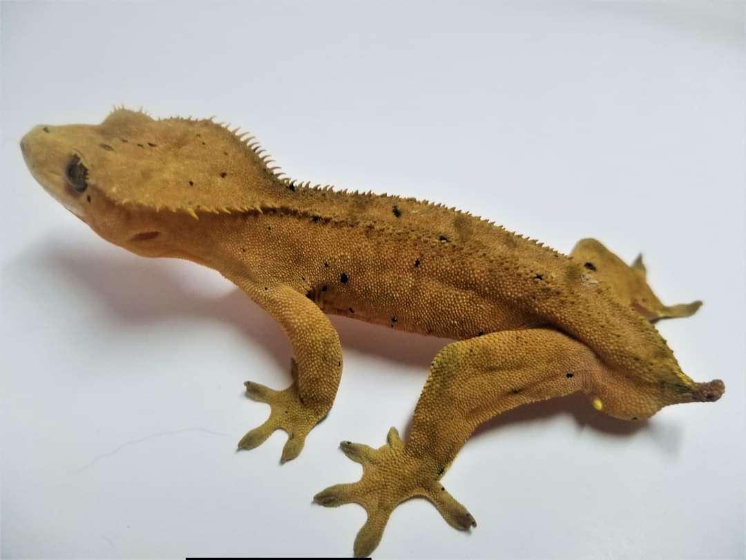 John Galt Reptiles Spot