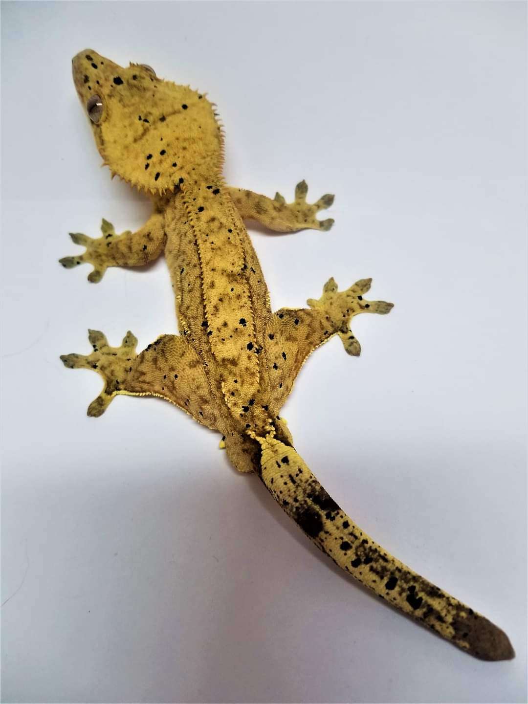AC Reptiles Destiny