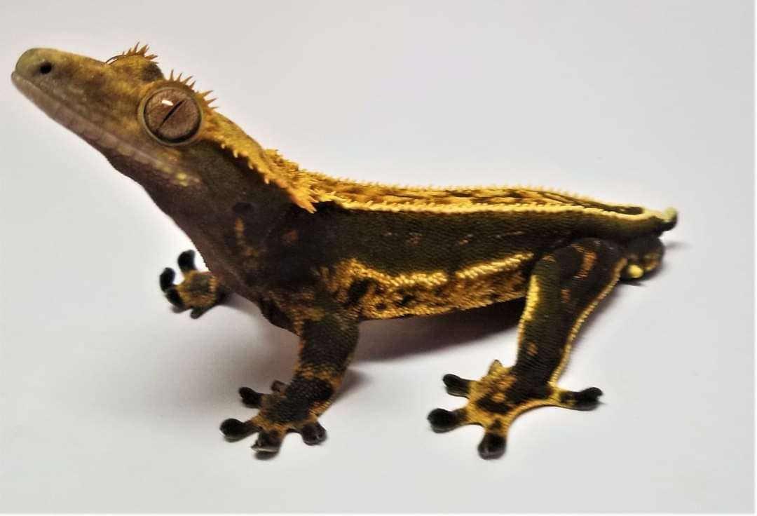 AC Reptiles Quest