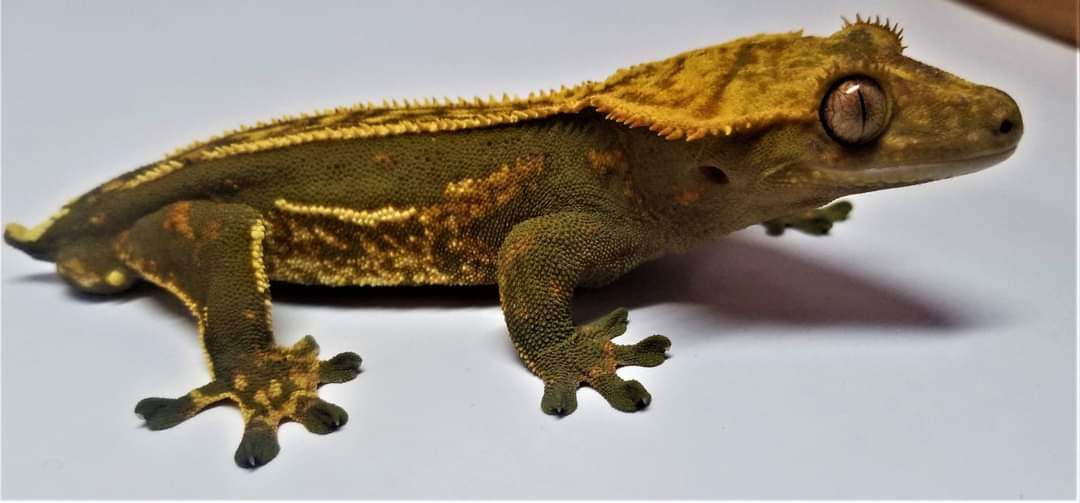 AC Reptiles Quad