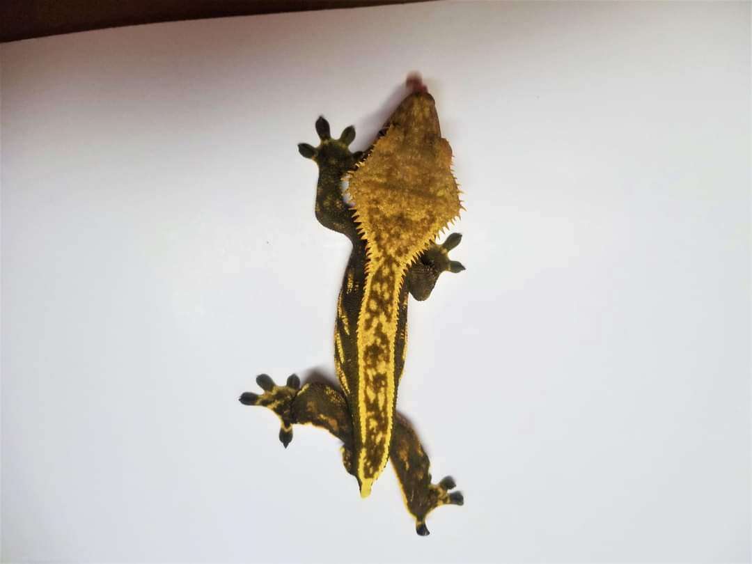 AC Reptiles Poison Oak