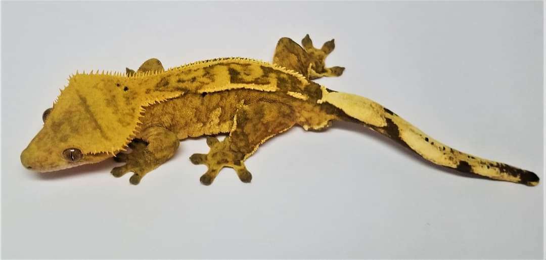 AC Reptiles Simba
