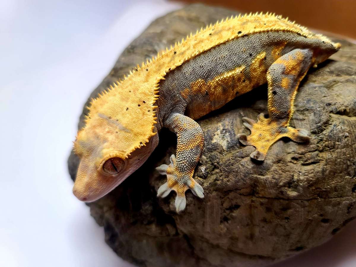 AC Reptiles Dubious