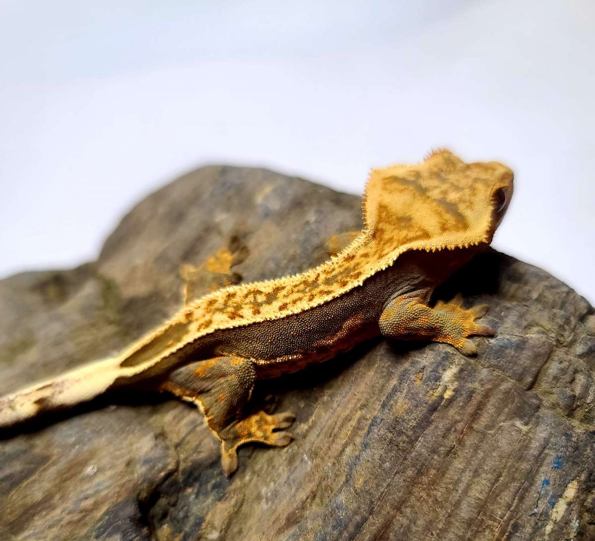 animal image