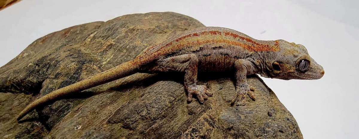 animal image