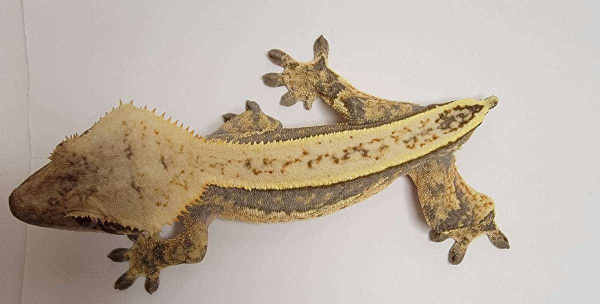 animal image