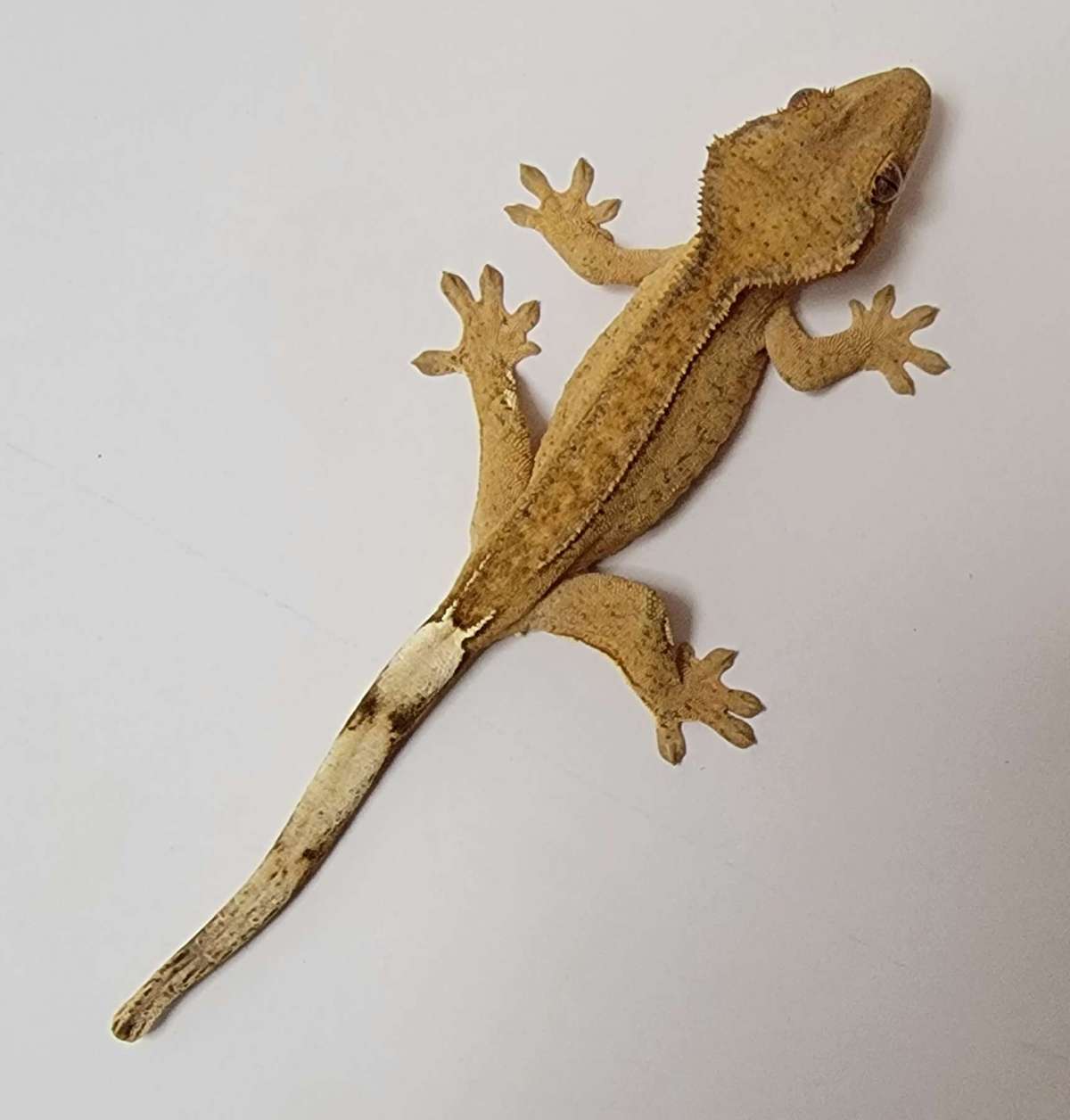 animal image