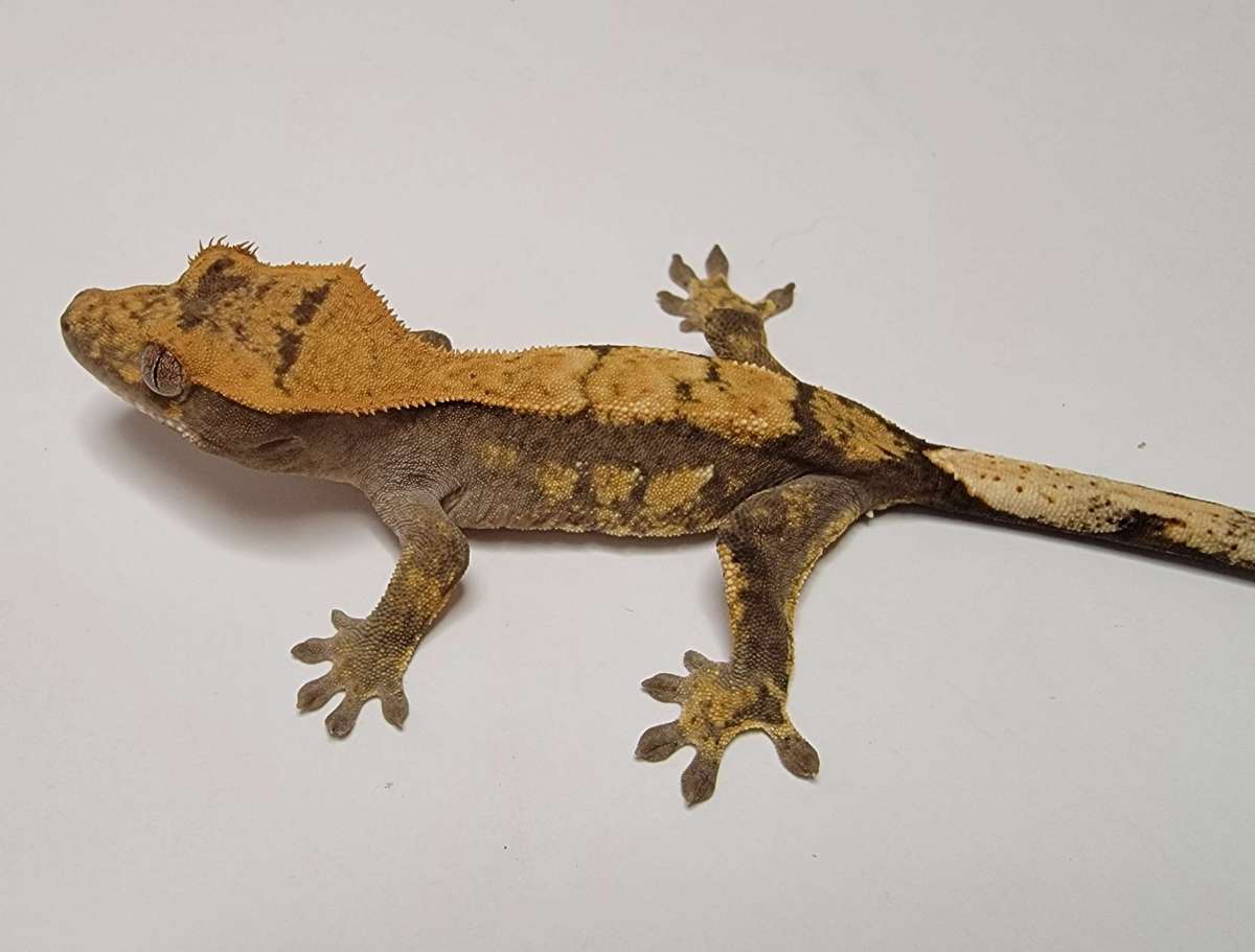 animal image