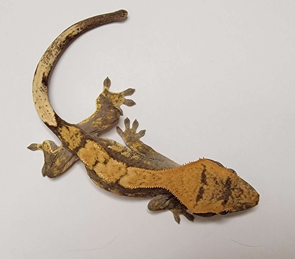 animal image