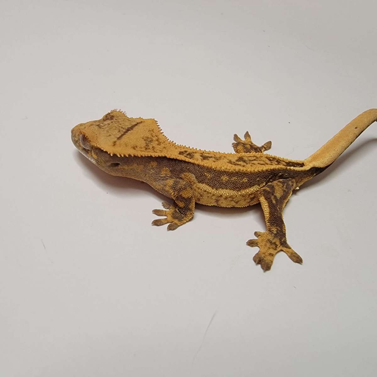 animal image