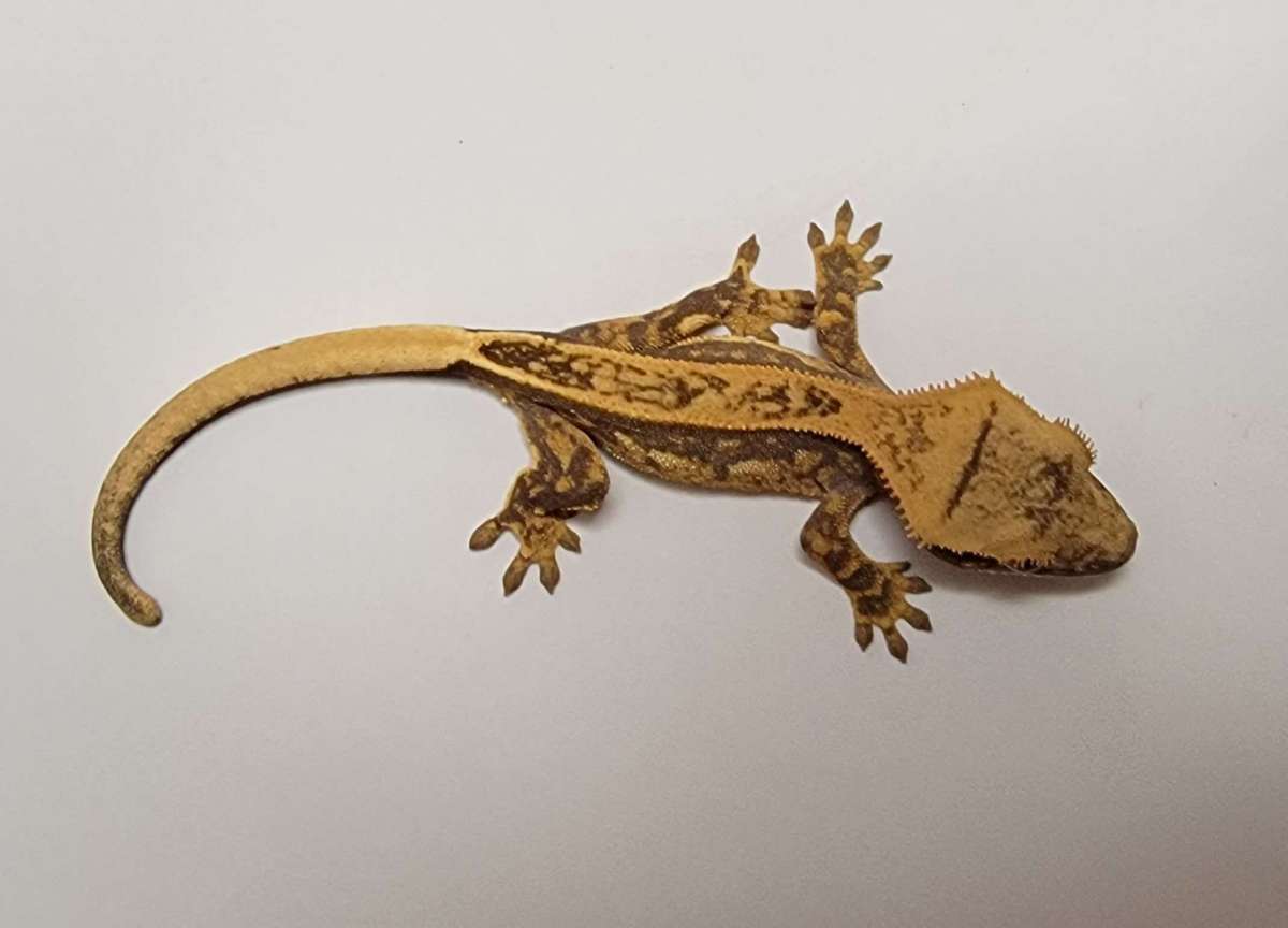 animal image