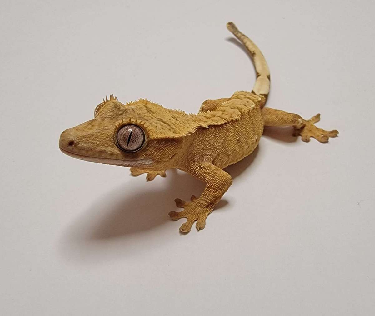 animal image