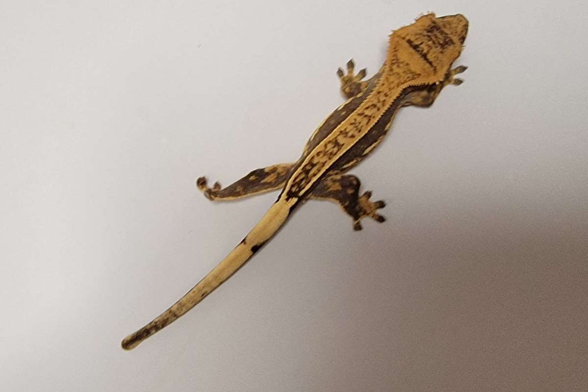 animal image
