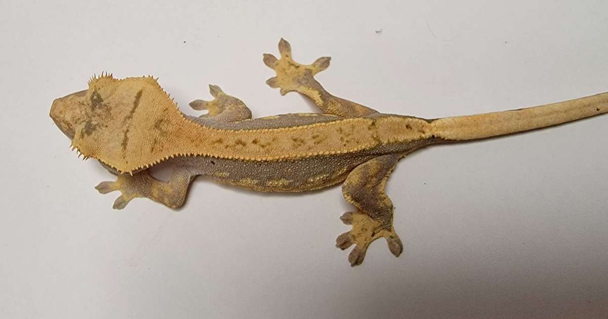 animal image