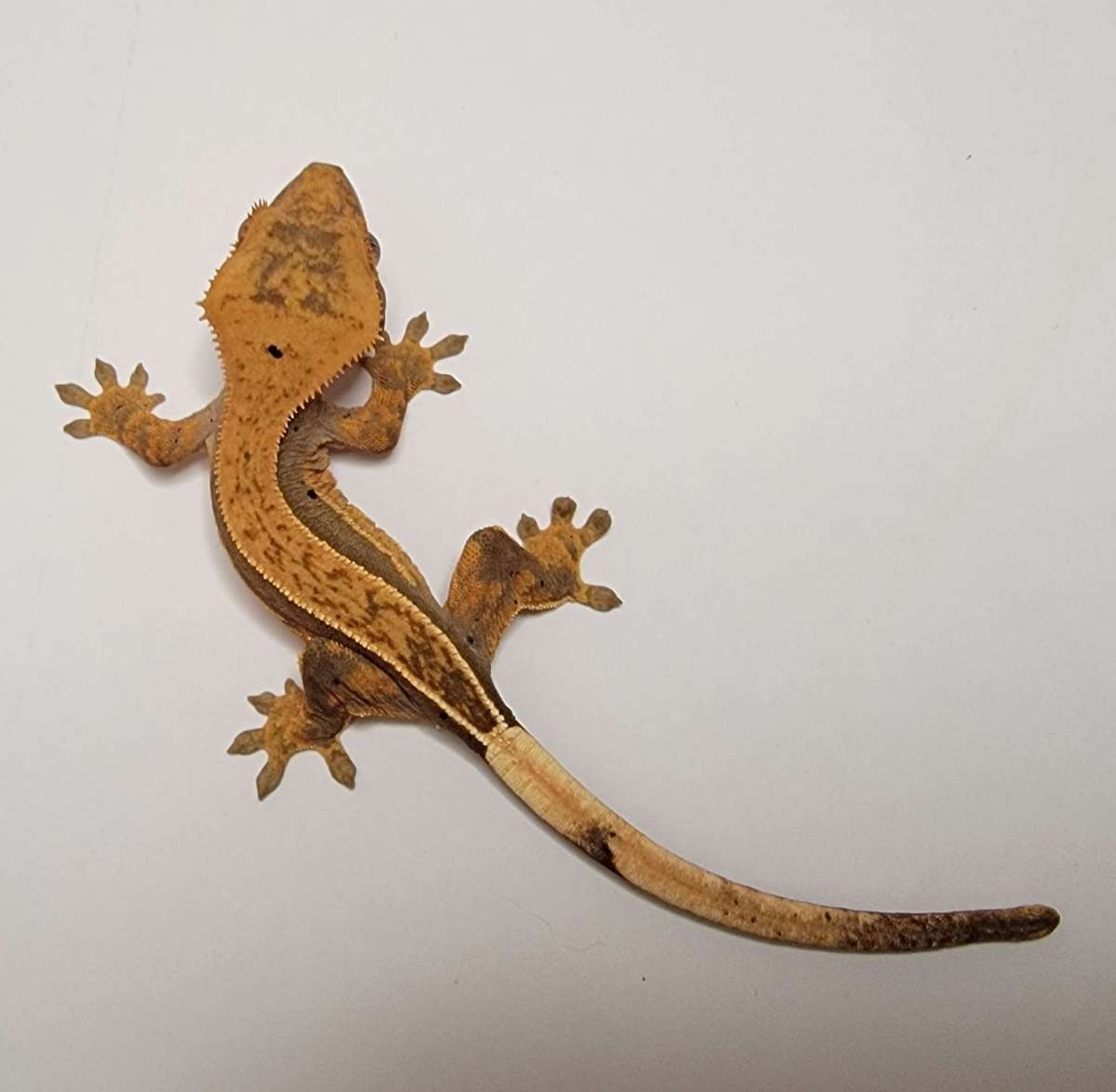 animal image