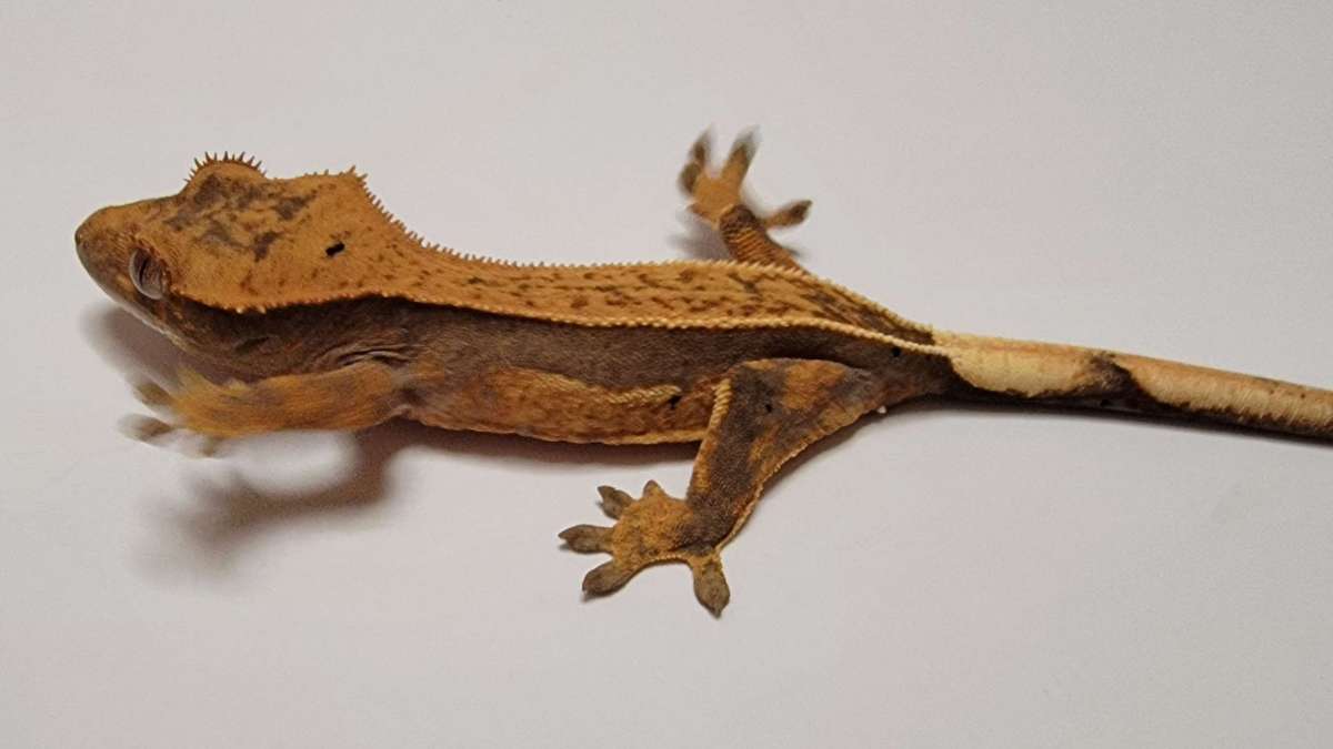 animal image