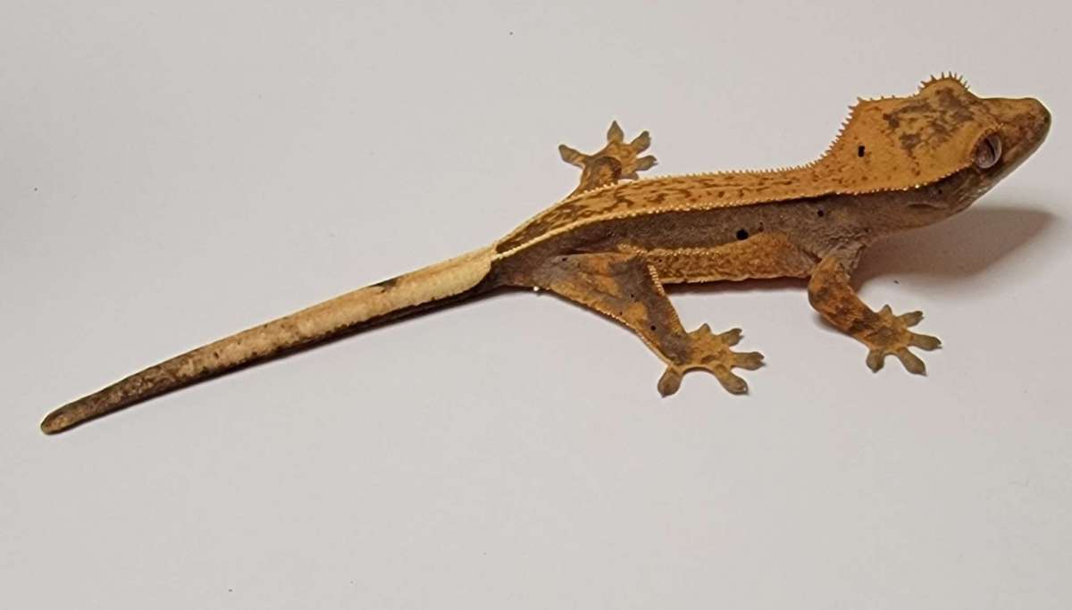 animal image