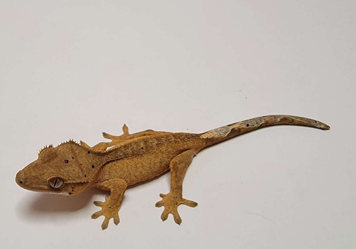 animal image