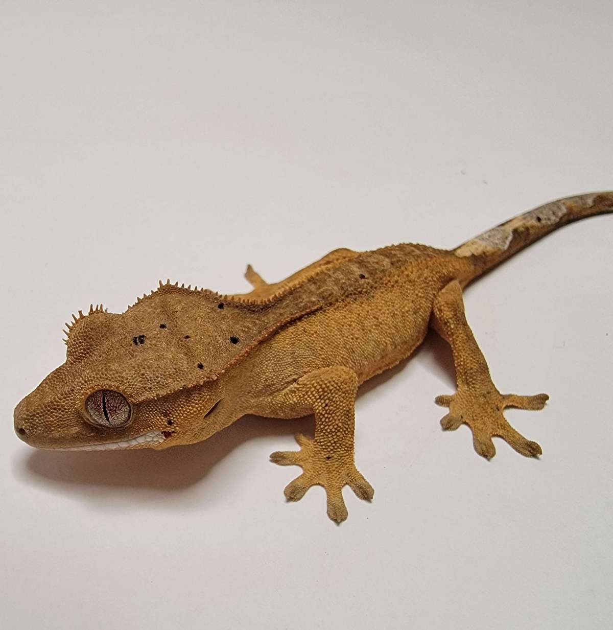 animal image
