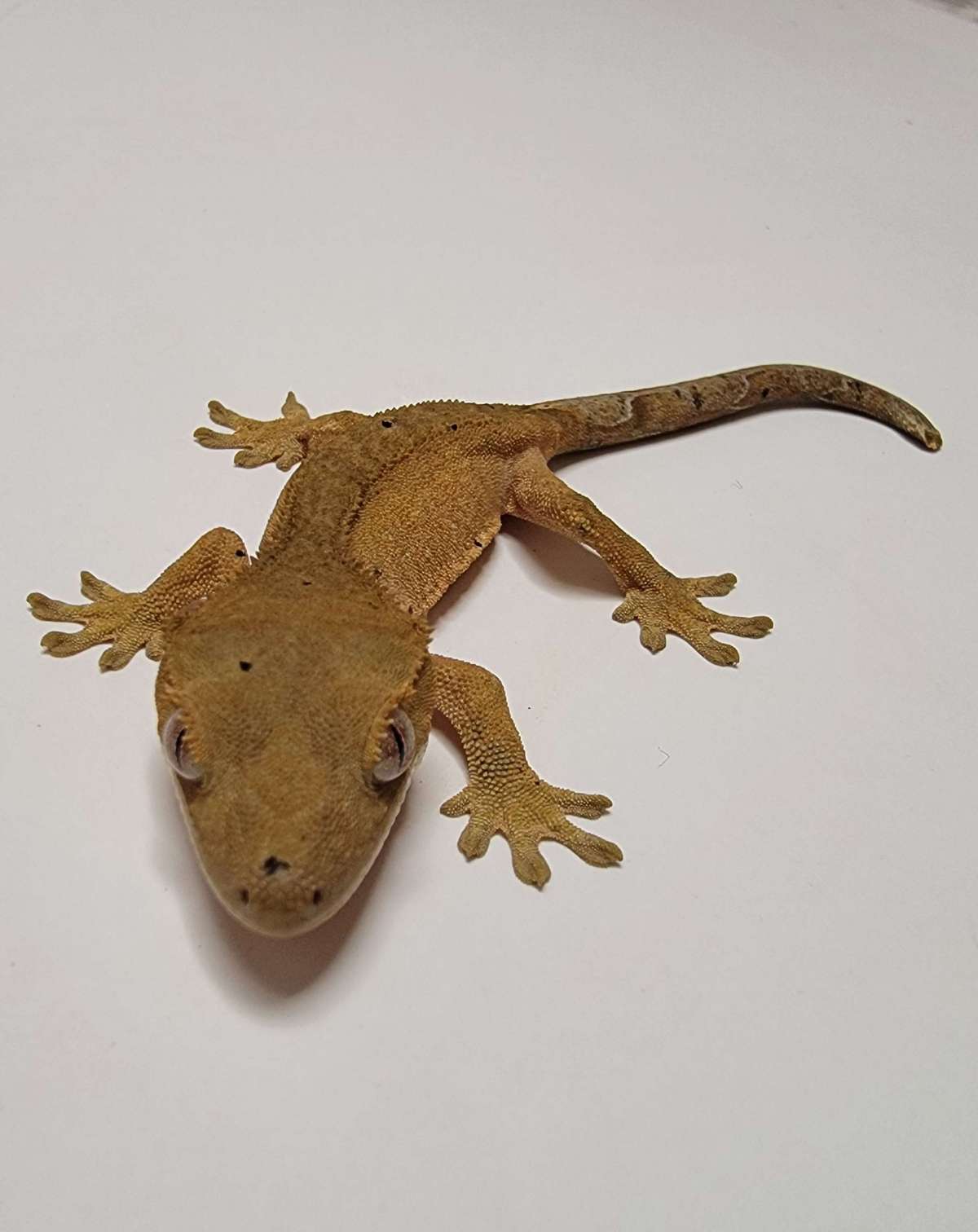 animal image