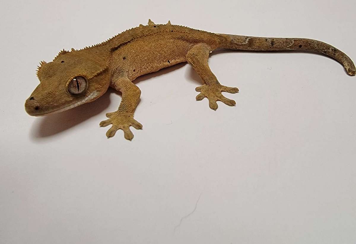 animal image