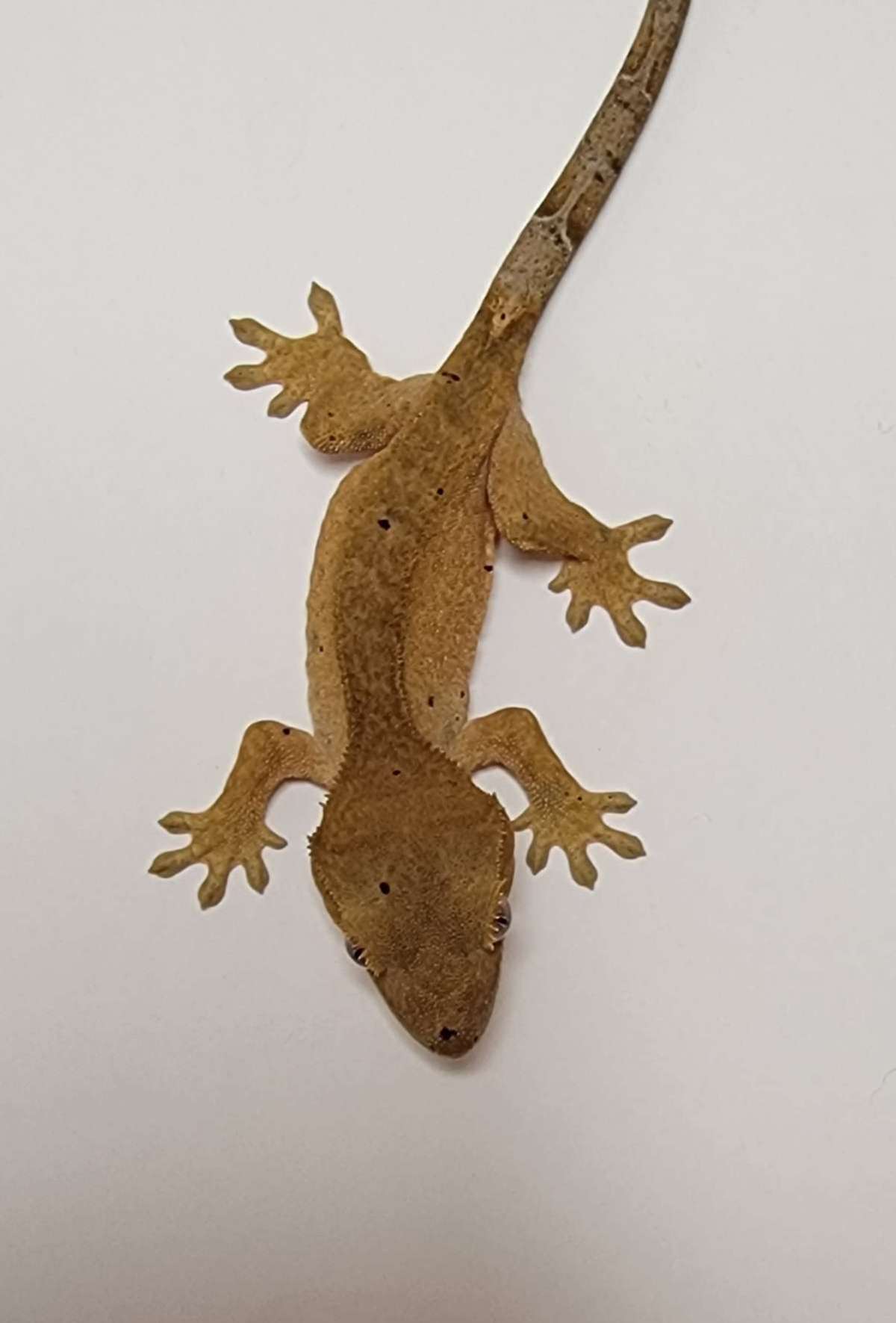animal image