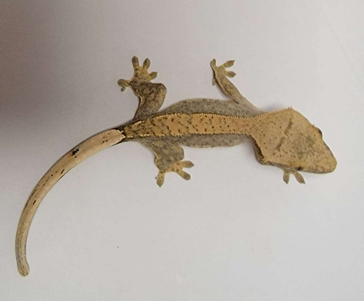 animal image
