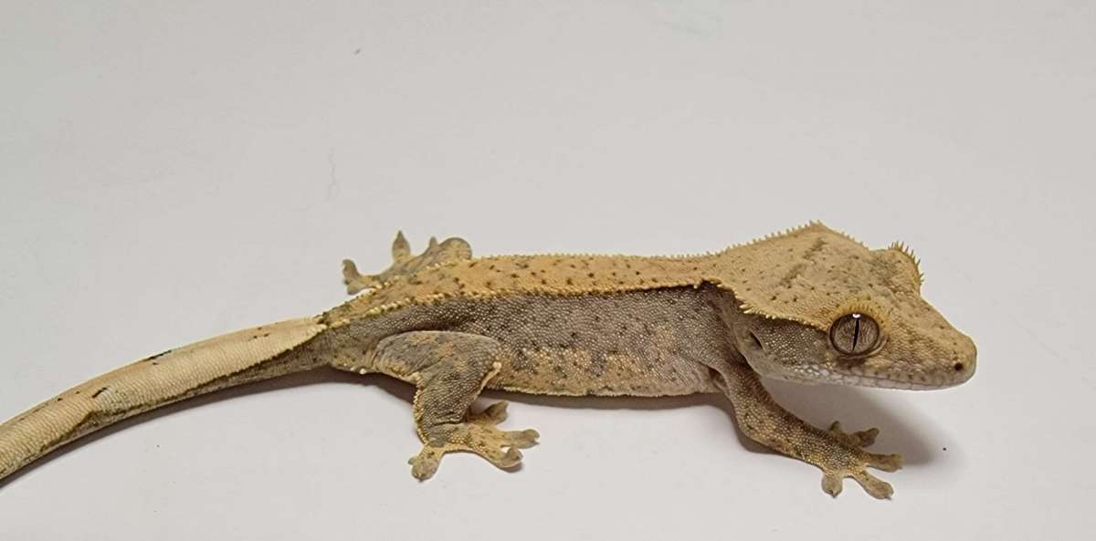 animal image