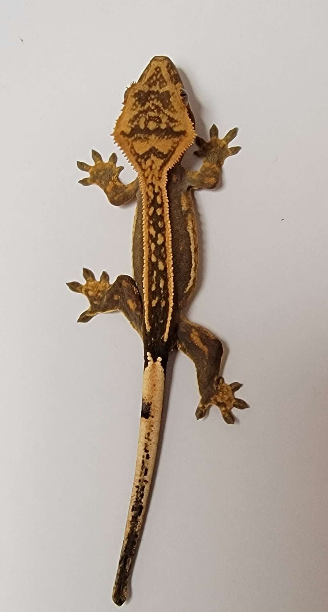 animal image