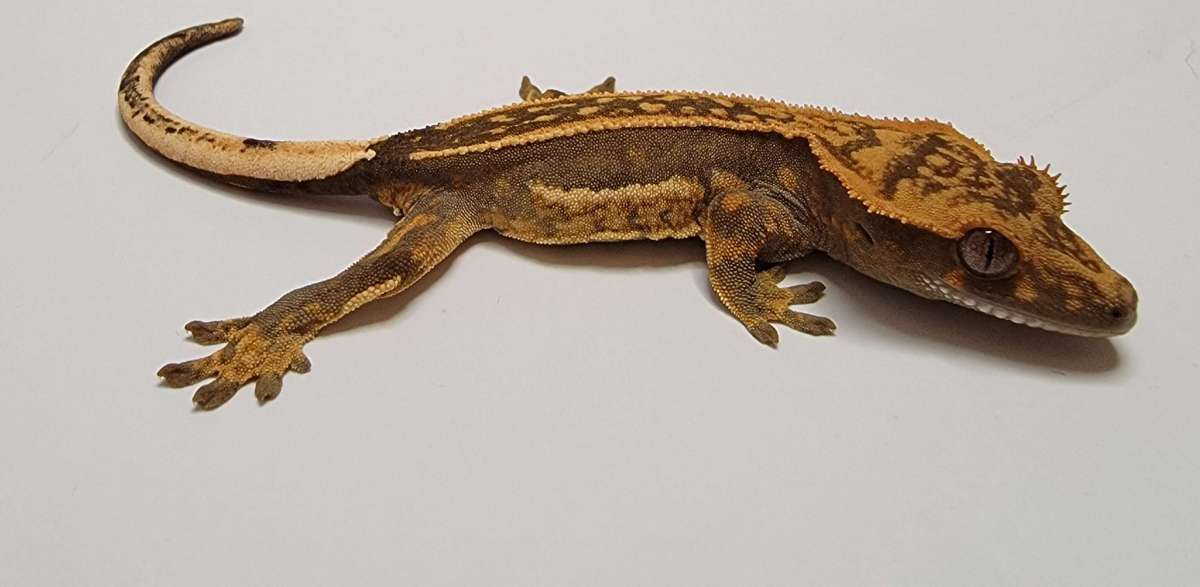 animal image