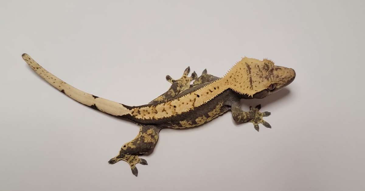 animal image