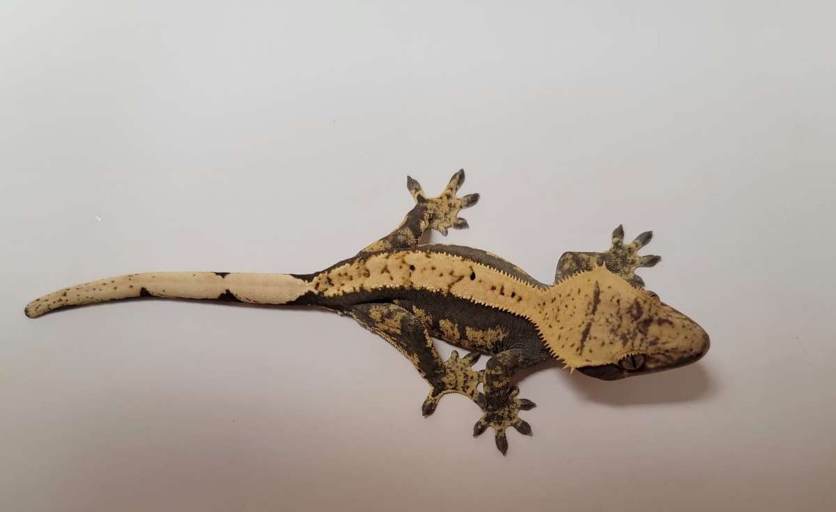 animal image