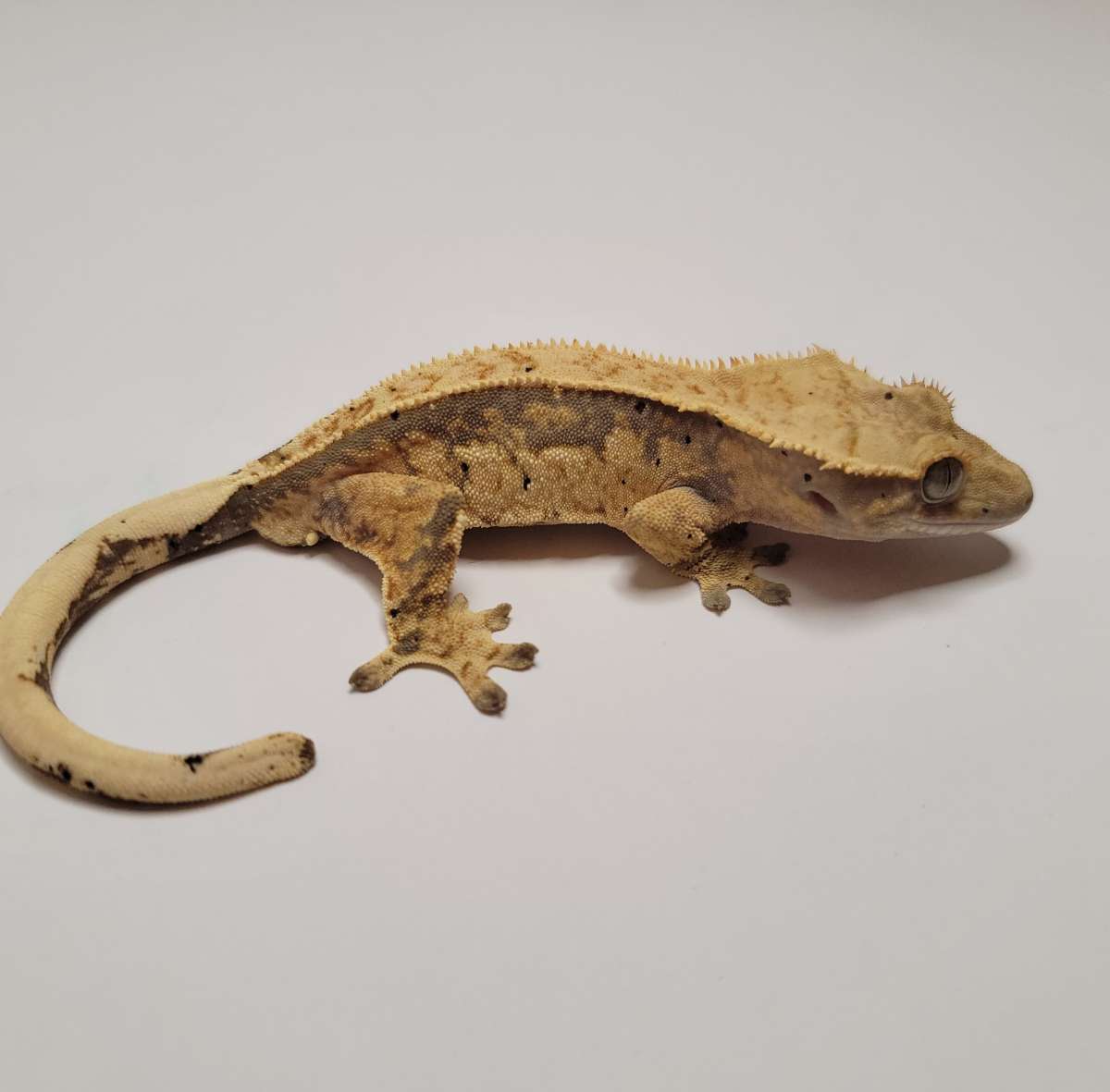 animal image