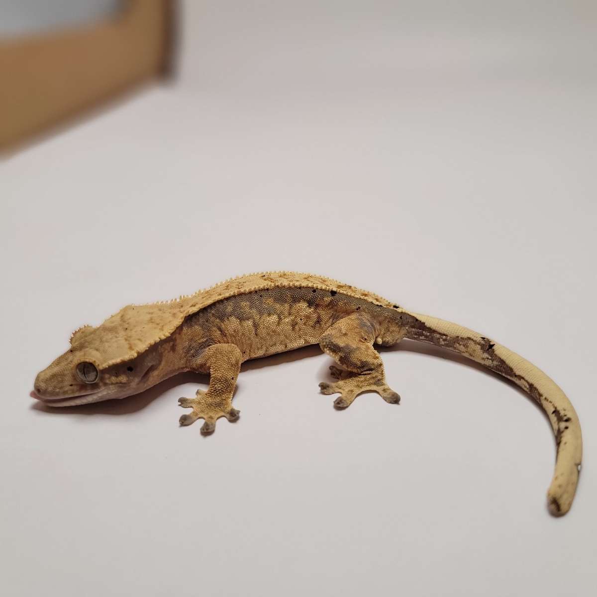 animal image