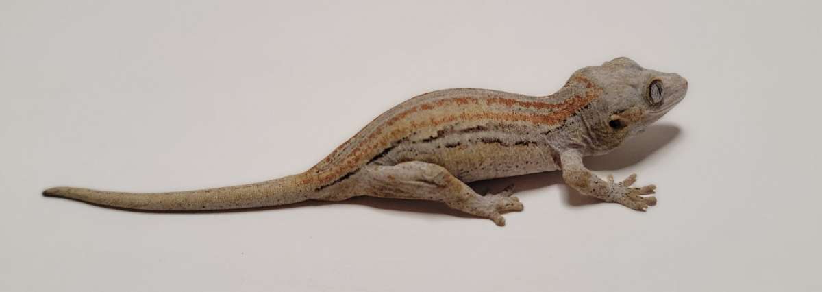 animal image
