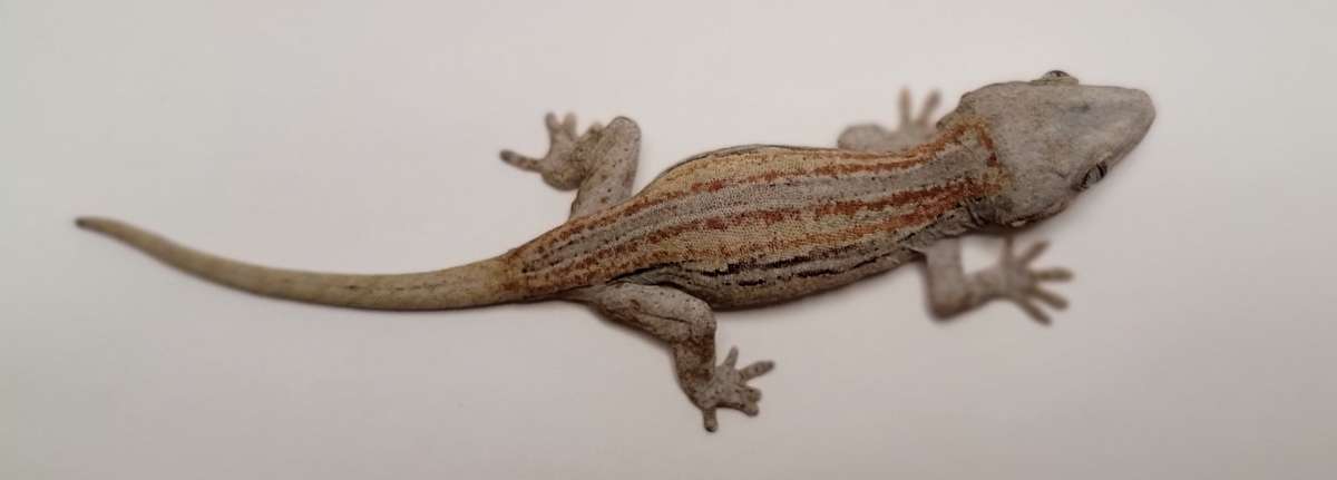 animal image