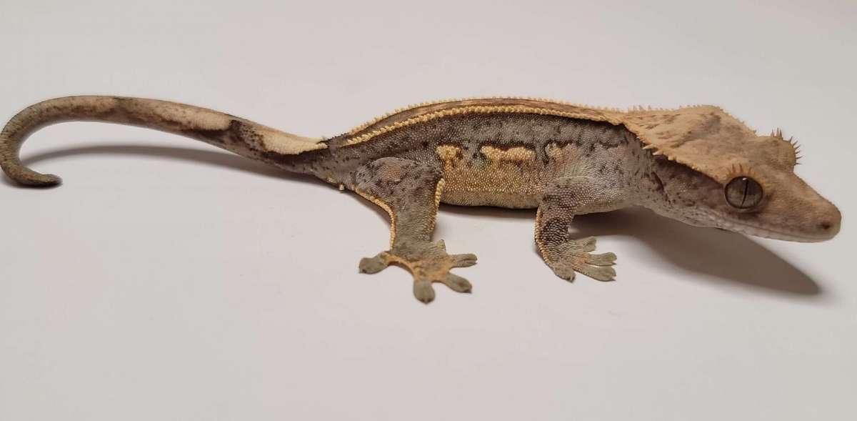 animal image