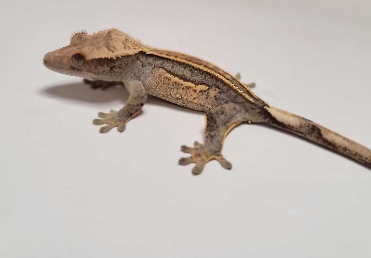 animal image