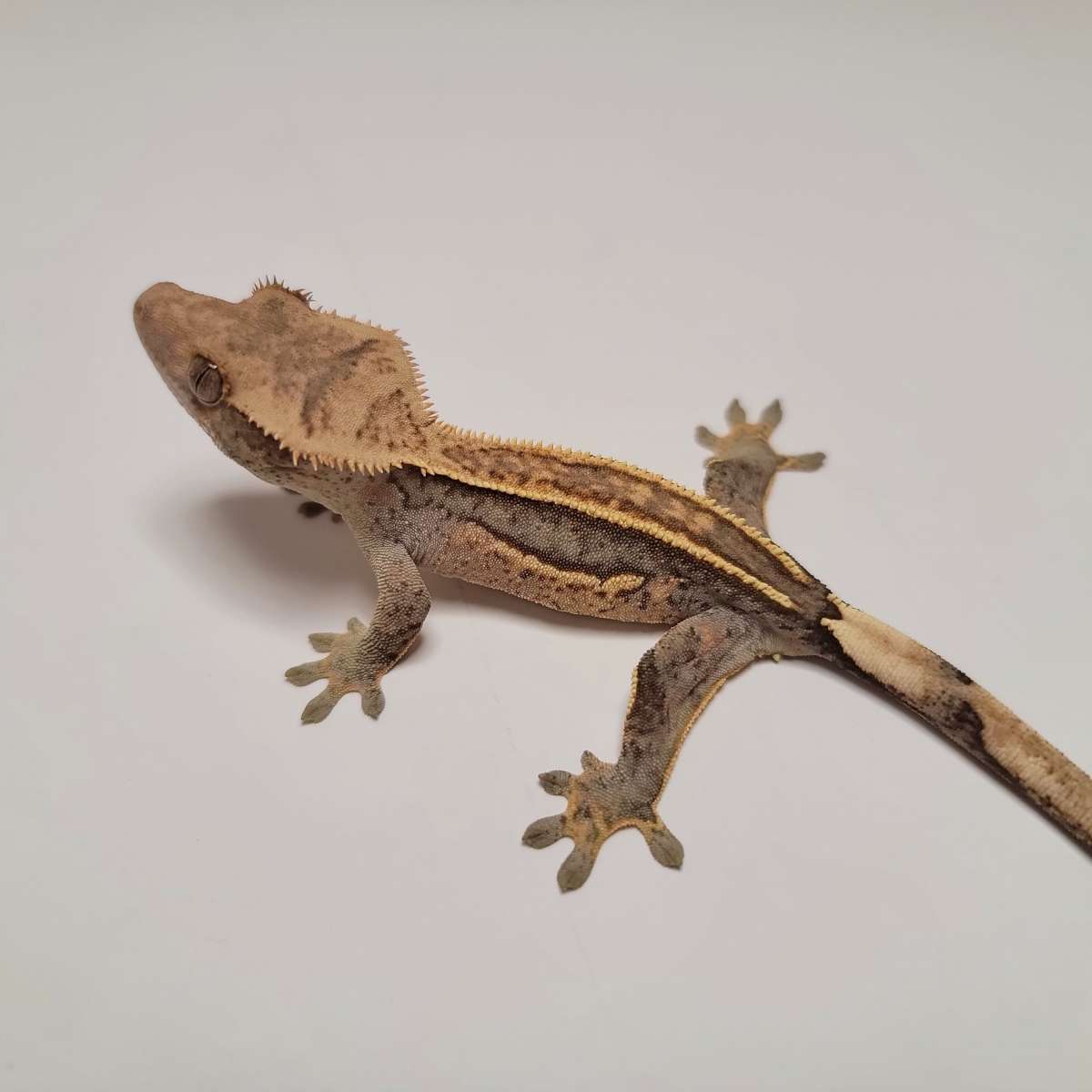 animal image