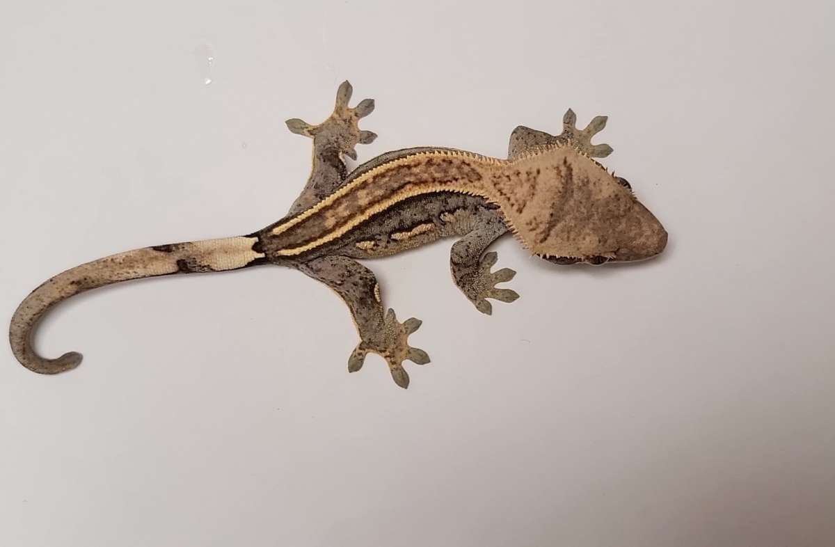 animal image