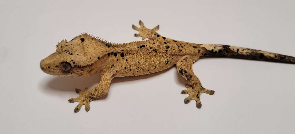 animal image