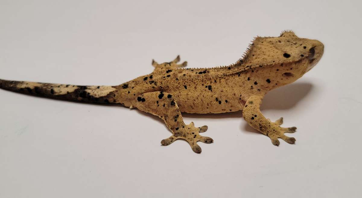 animal image