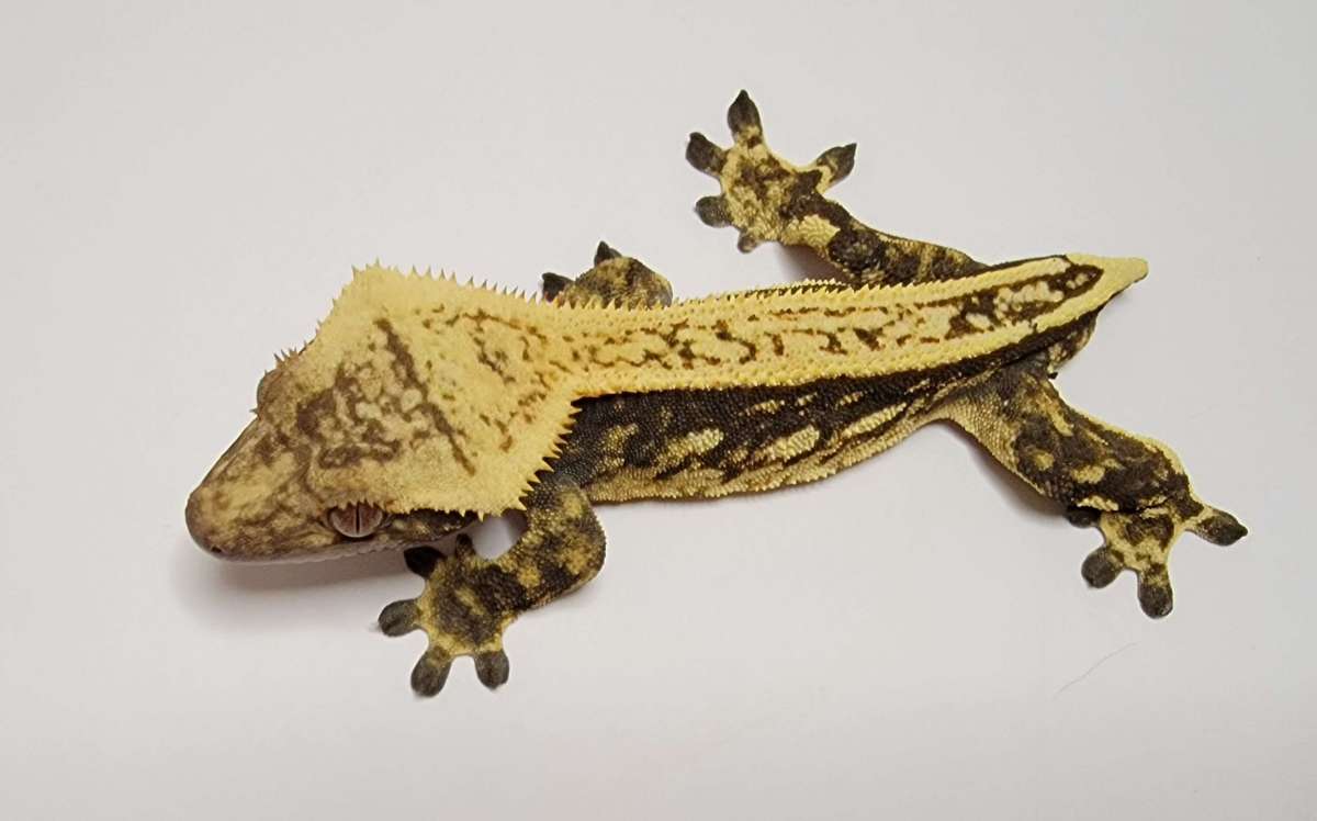 animal image